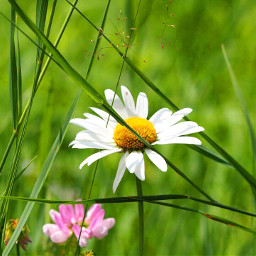daisy glade nature photography