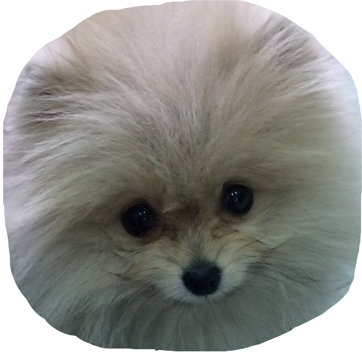 Dog Cute Ftestickers Eyes Sticker By christinadanielian